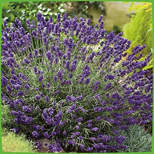 Lavendel 'Hidcote Blue' Lavandula angustifolia - 1 winterharte Pflanzen im...