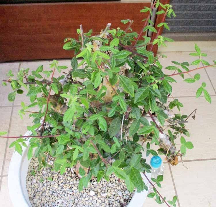 現品】【発根済】コミフォラ・アフリカーナ 10号 R5番 2025年最新 現品】【発根済】コミフォラ・アフリカーナ 10号 R5番 2025年最新