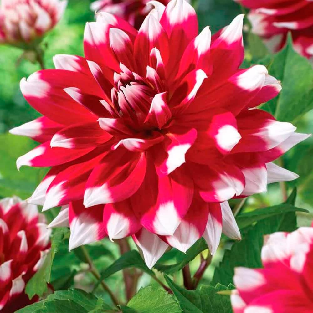 1 x Dahlia Red Empire Dark Red Flowers with White Tips Summer