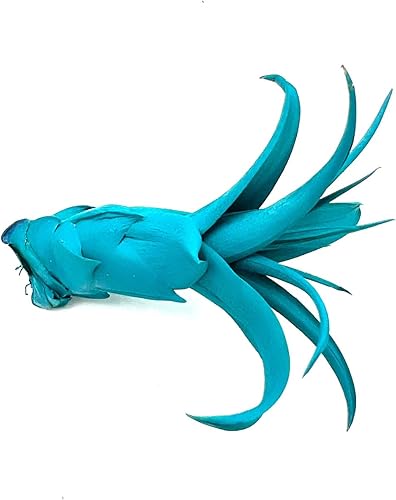 Miniatura 4 de ragnaroc Air Plants - Tillandsia Xerographica Pup teñido, grande de 2-4 pulgadas (verde azulado Miami) - 1 unidad - Llegada en vivo garantizada -