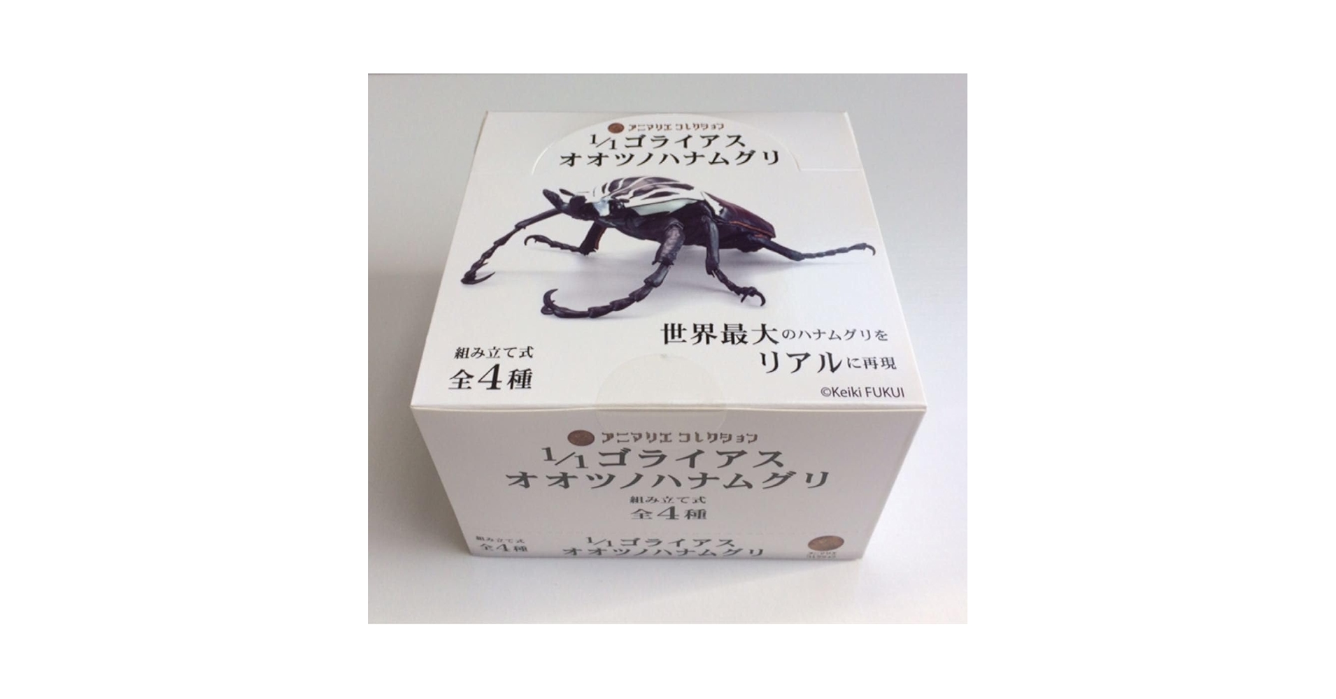 標本/ゴライアスオオツノハナムグリ/ゴライアスオリエンタリス/フィギュア付 標本/ゴライアスオオツノハナムグリ/ゴライアスオリエンタリス