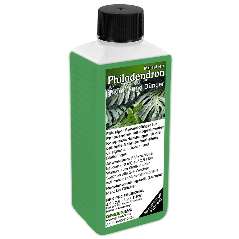 paper gold black philodendron Philodendron 'Melanochrysum' 6