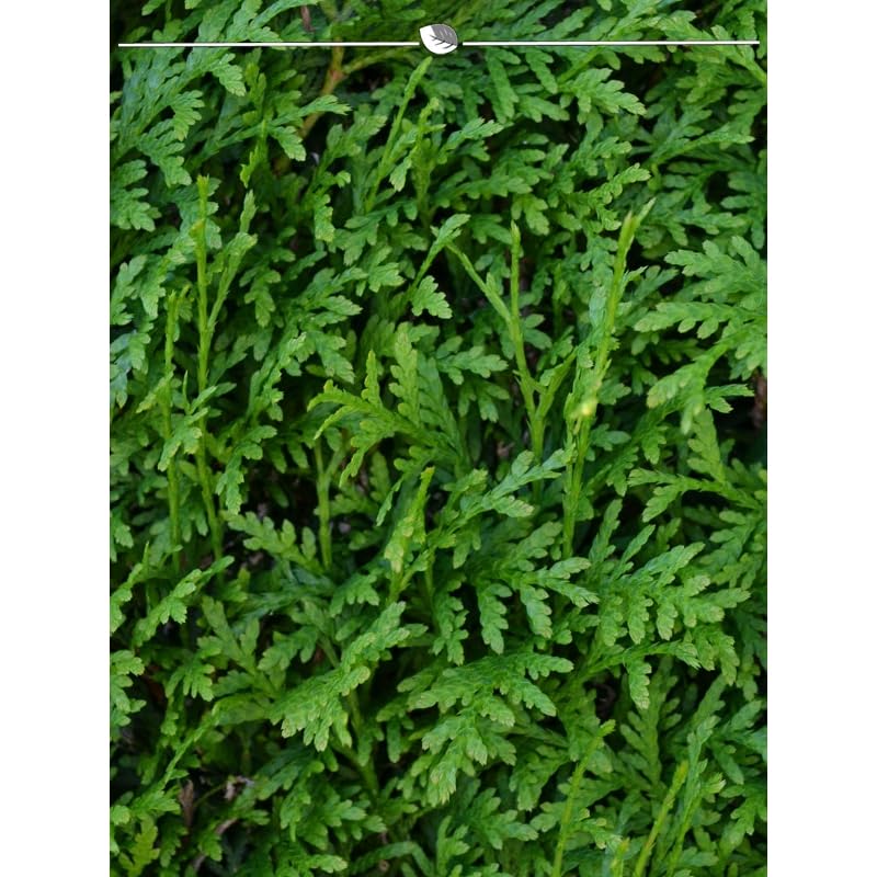 Tree of Life Thuja Brabant 80-100 cm 8 Hedge Plants Opaque Thuja Hedge :  Amazon.de: Garden