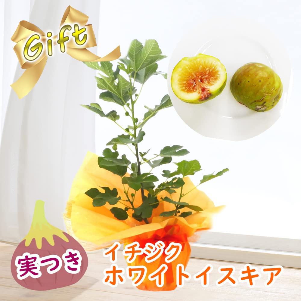 Amazon.co.jp: ギフト「 実付き イチジク 『 ホワイトイスキア