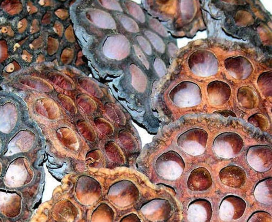 Dried Lotus Pods Heads, Natural Dried Flowers, 100 Count