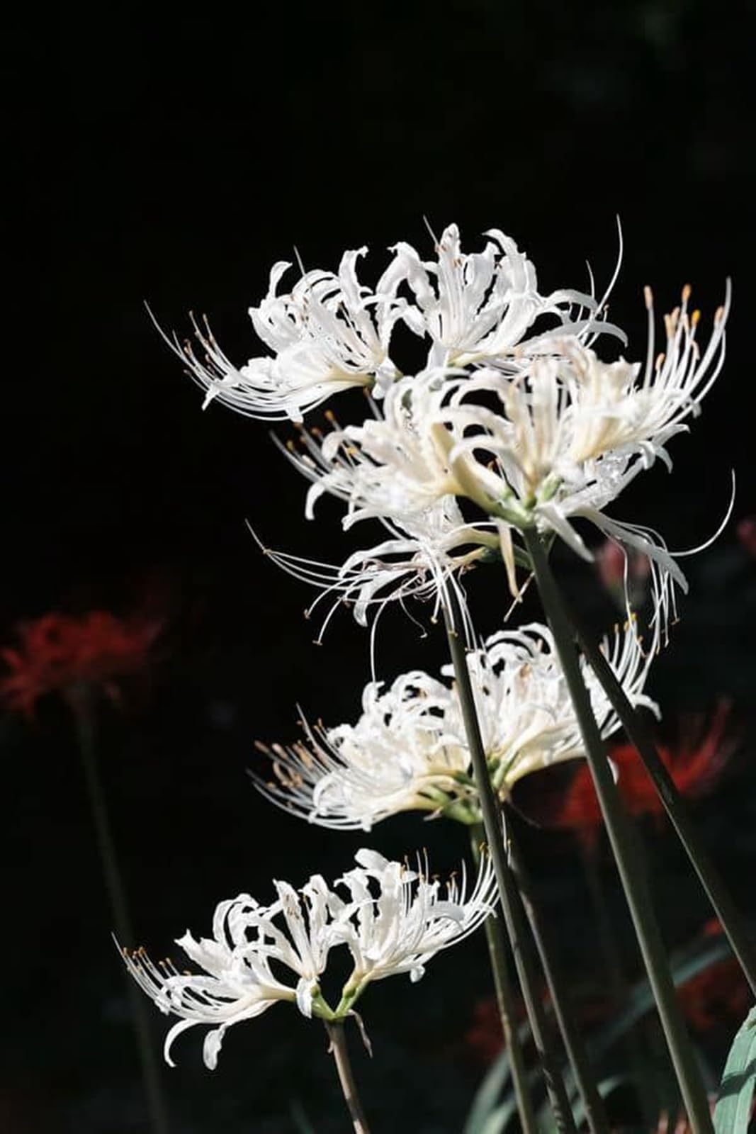 Schattentolerante Premium-Farbenprächtig – Üppig Blühend – Dicht Gefüllt – cremeweiß-10 lycoris