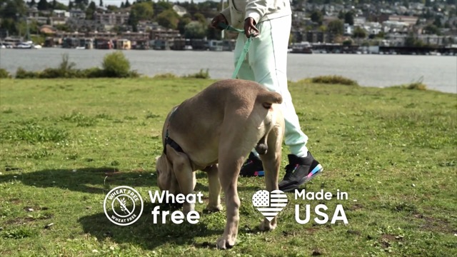 No Stool Eating Healthy Solutions for Pets on Amazon Live