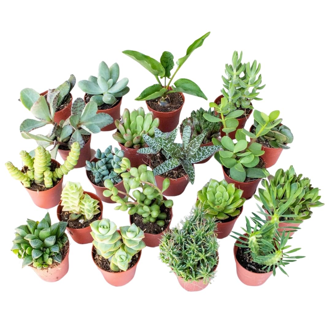 Set di 20 Piante Grasse Vere Senza Spine, Vaso 5,5cm, Mini Piantine da Interno ed Esterno - Piante Succulente Ideali per Scrivania, Casa e Ufficio - Le piantine variano in base alla disponibilità