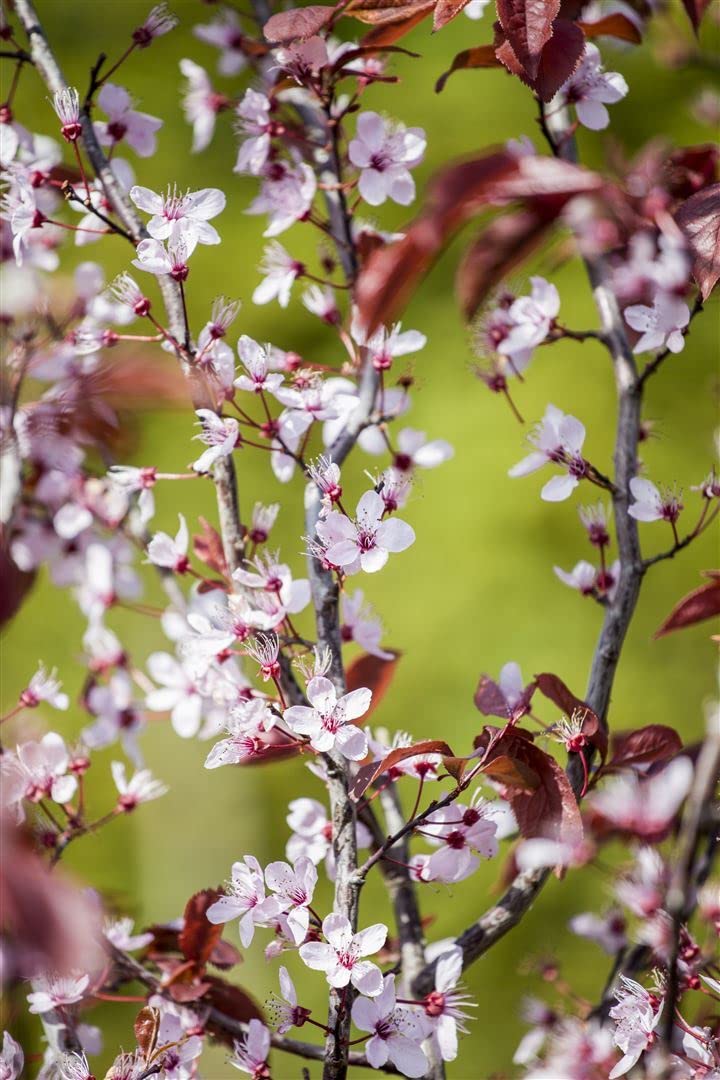 Blutpflaume Prunus cerasifera Nigra 100-125 cm Solitär winterhart