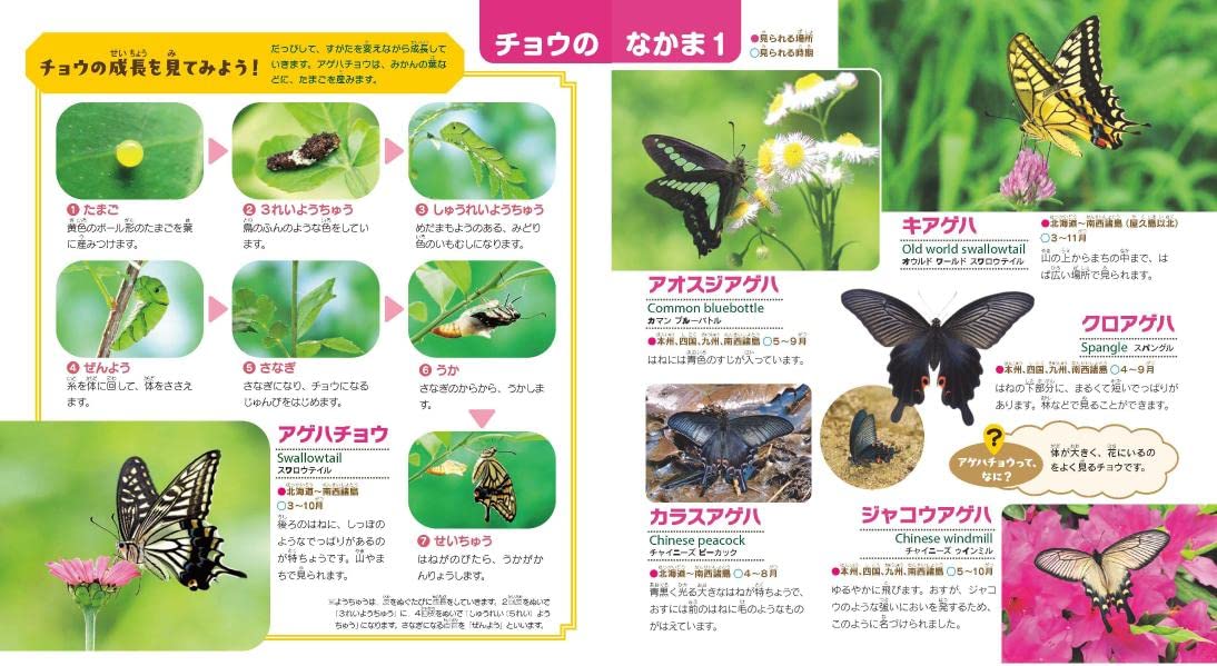 キッズ くわしい解説つき はじめての こんちゅうずかん 英語つき 講談社ビーシー 本 通販 Amazon