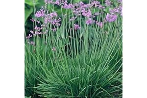 Enrich Your Garden with 100 Vibrant Green Society Garlic Seeds!