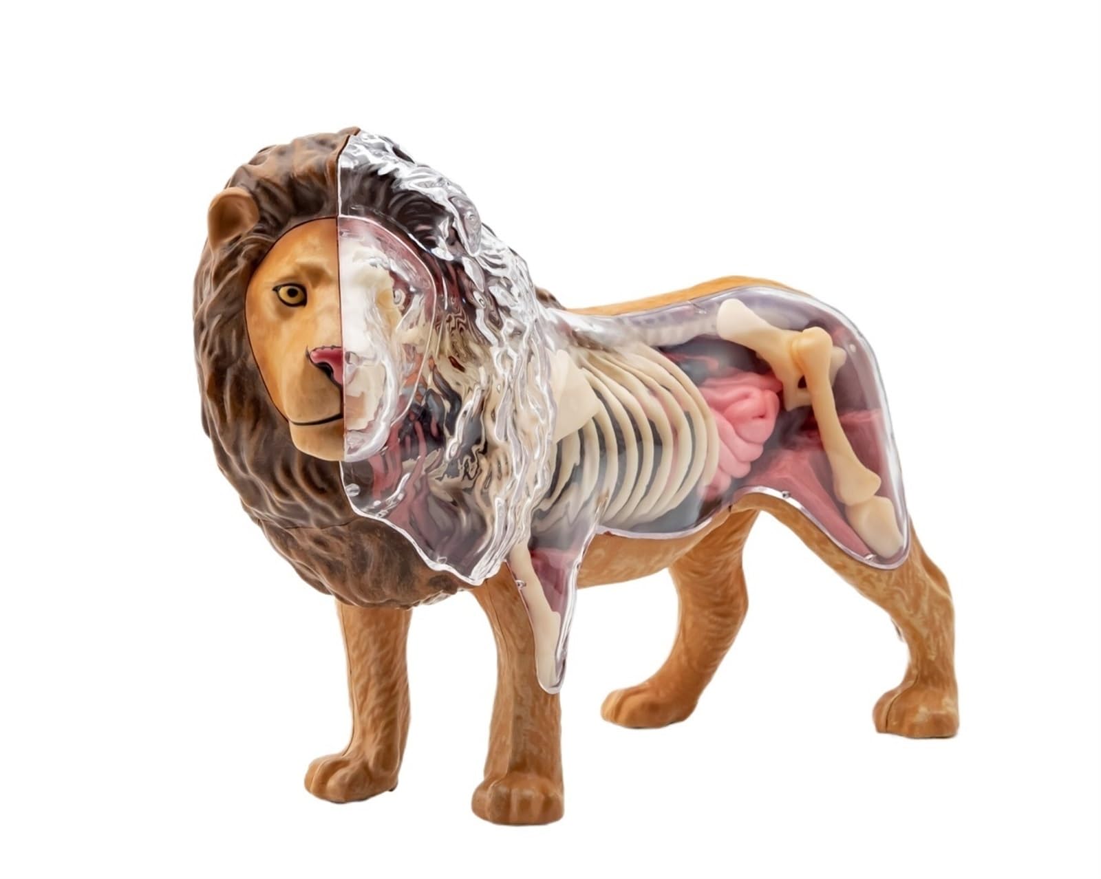 しばライオンページ Amazon.co.jp: 獣野生動物ライオン内臓解剖学教育モデルパズル組み立て