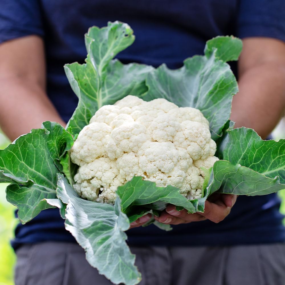 Cauliflower Flora Blanca Organic Seeds β Organically Grown Seed, Crisp Dense Heads β for Your Beautiful Kitchen Garden
