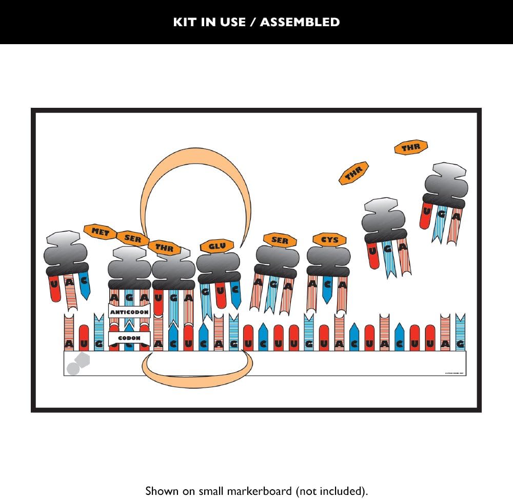 Speak Easies Protein Synthesis Desk Kit