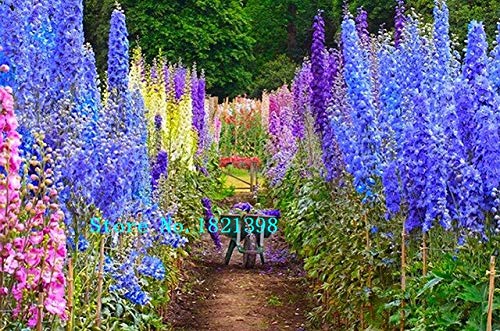 Red: Hybrid Delphinium Chardonnay, Rucola Consolida, Light Colours - 100 Seed Particles : Seeds Only