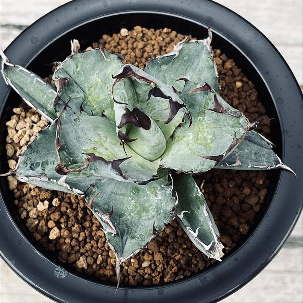 迫力！　アガベ チタノタ　約20センチ 013 アガベ チタノタ #CF-002 育成記録｜🍀GreenSnap（グリーン