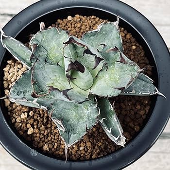 アガベ　チタノタ Amazon｜多肉植物：アガベ チタノタ*幅9cm【現品をお届け