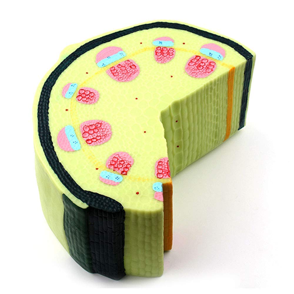 Dicotyledonous Herb Stalk Anatomy Model,Plant Anatomical Anatomy Model Stem Model,Scientific Anatomical Plant Model,for Science Study Teaching Medical Model