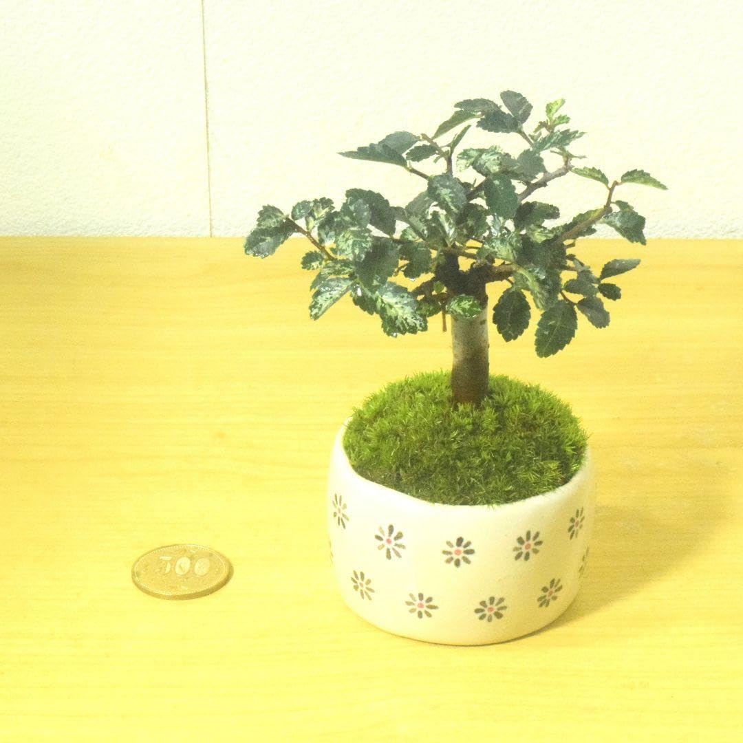 Amazon｜斑入り ケヤキ 欅 観葉植物 陶器鉢 盆栽 豆盆栽 苔玉｜観葉
