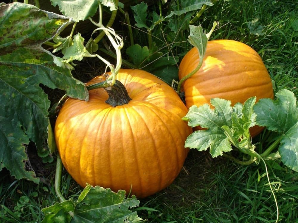 Pumpkin Kaddoo Seeds Pack of 40-image-42
