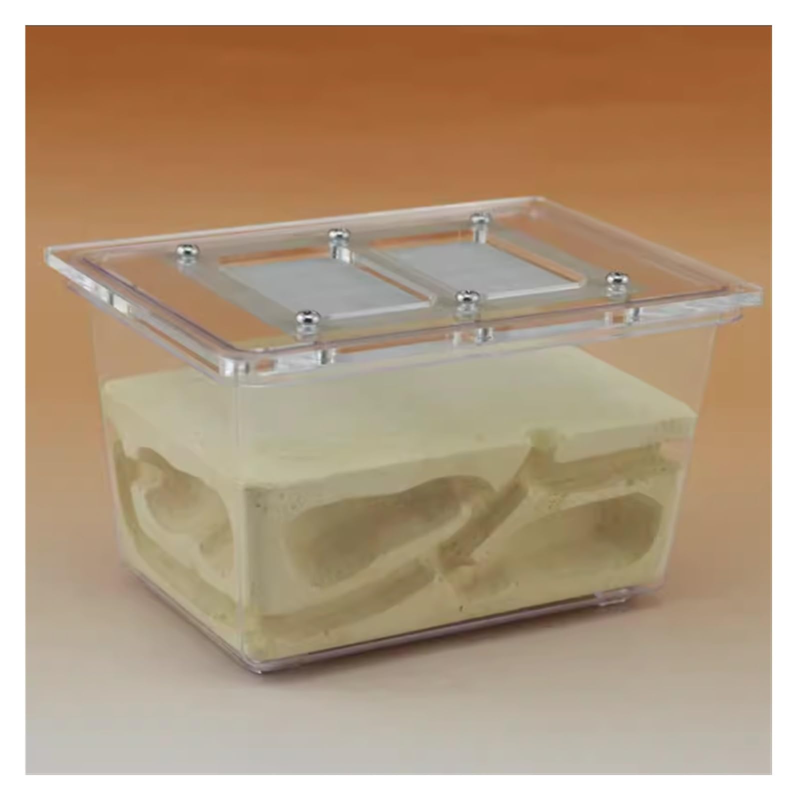 Formicario Formicaio Ecologico Per Animali Domestici Tridimensionale Villa Piccolo A Quattro Lati Per Allevamento Habitat Nido Terrario
