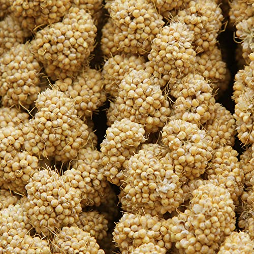 Jmxu'S SPRAY-1 1Lb Spray Millet Treat For Birds Parakeets thumb #1