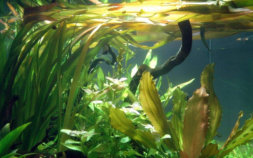 Tropica Zestaw dla początkujących z 6 prostą doniczką, rośliny akwariowe, zestaw nr 28, rośliny wodne, akwarium, rośliny akwariowe