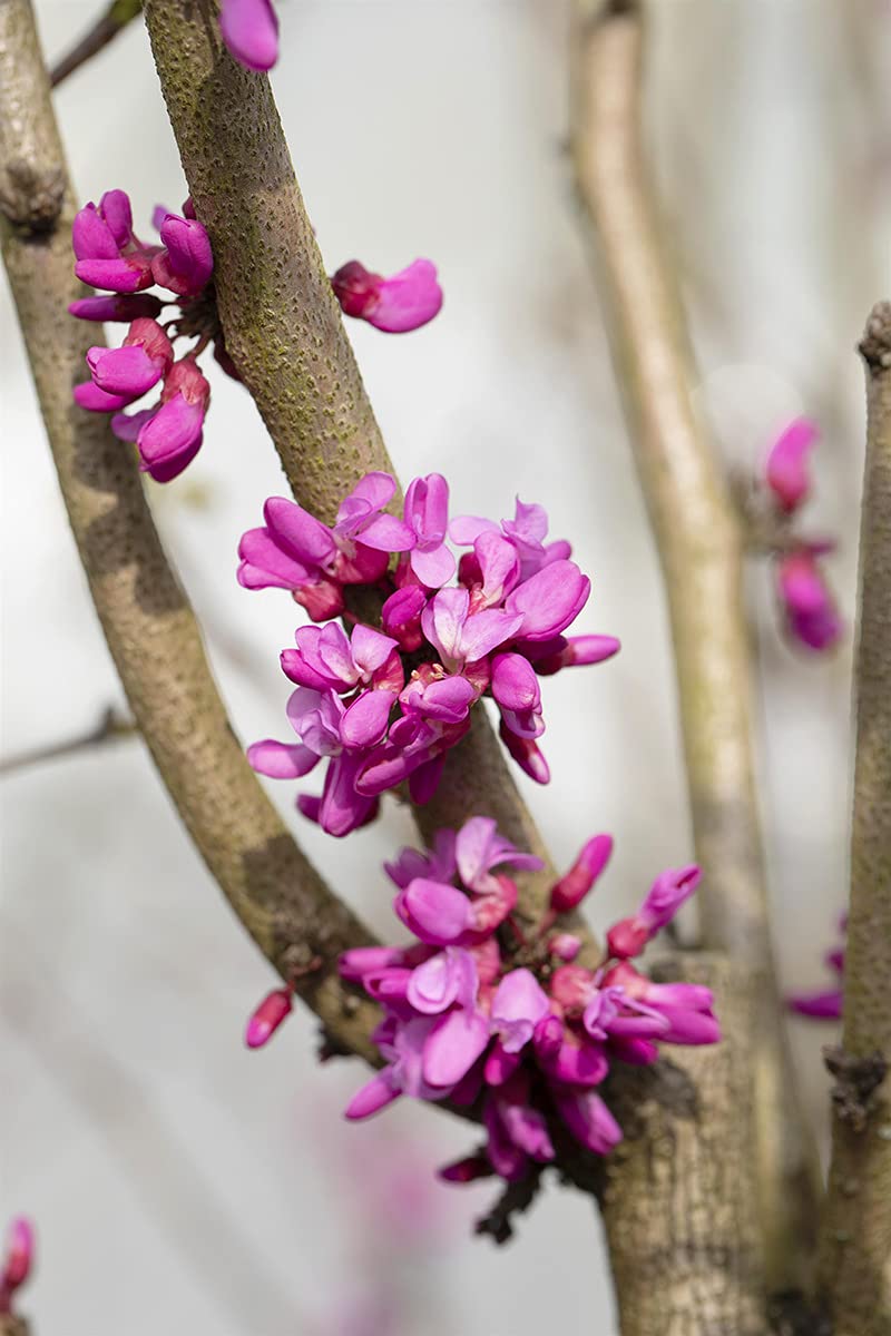 Chinesischer Judasbaum Avondale 40-60cm - Cercis chinensis