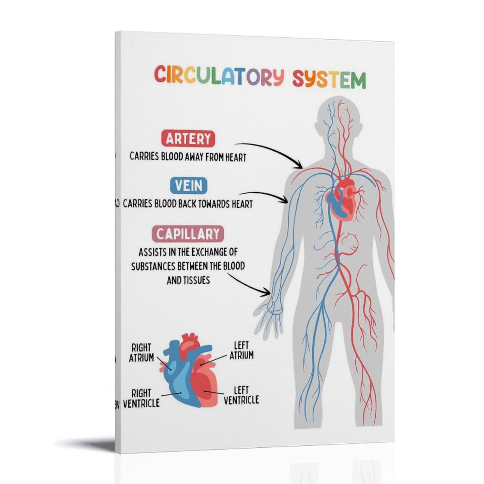 Circulatory System: nowoczesne wydruki na płótnie, dekoracyjne obrazy do pokoju chłopca lub dziewczynki, obrazy ścienne do salonu i obrazów z motywami świątecznymi, 30 x 30 cm