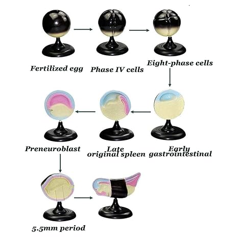 Frog Embryonic Development Model Biology Teaching Model Animal Model Frog Embryo Development Model,Development Tissue Structure Biological, For Teaching And Learning