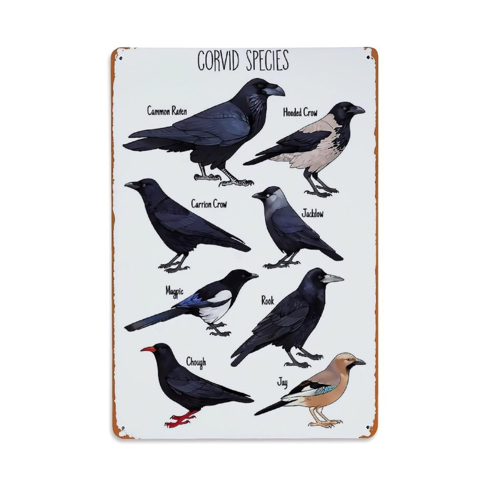 Bliveurn Vintage Corvid Species Bird Illustration Guide Retro Metal Tin Sign, Metal Poster For Home, Gaming Room, Studio Workshop,Bar,Garage Wall Art Decor 8X12 Inch