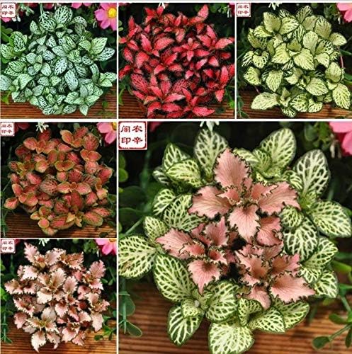 HANO Textured Grass Potted Plants Seed Plant Seed Trolltech Creative Bonsai Plants