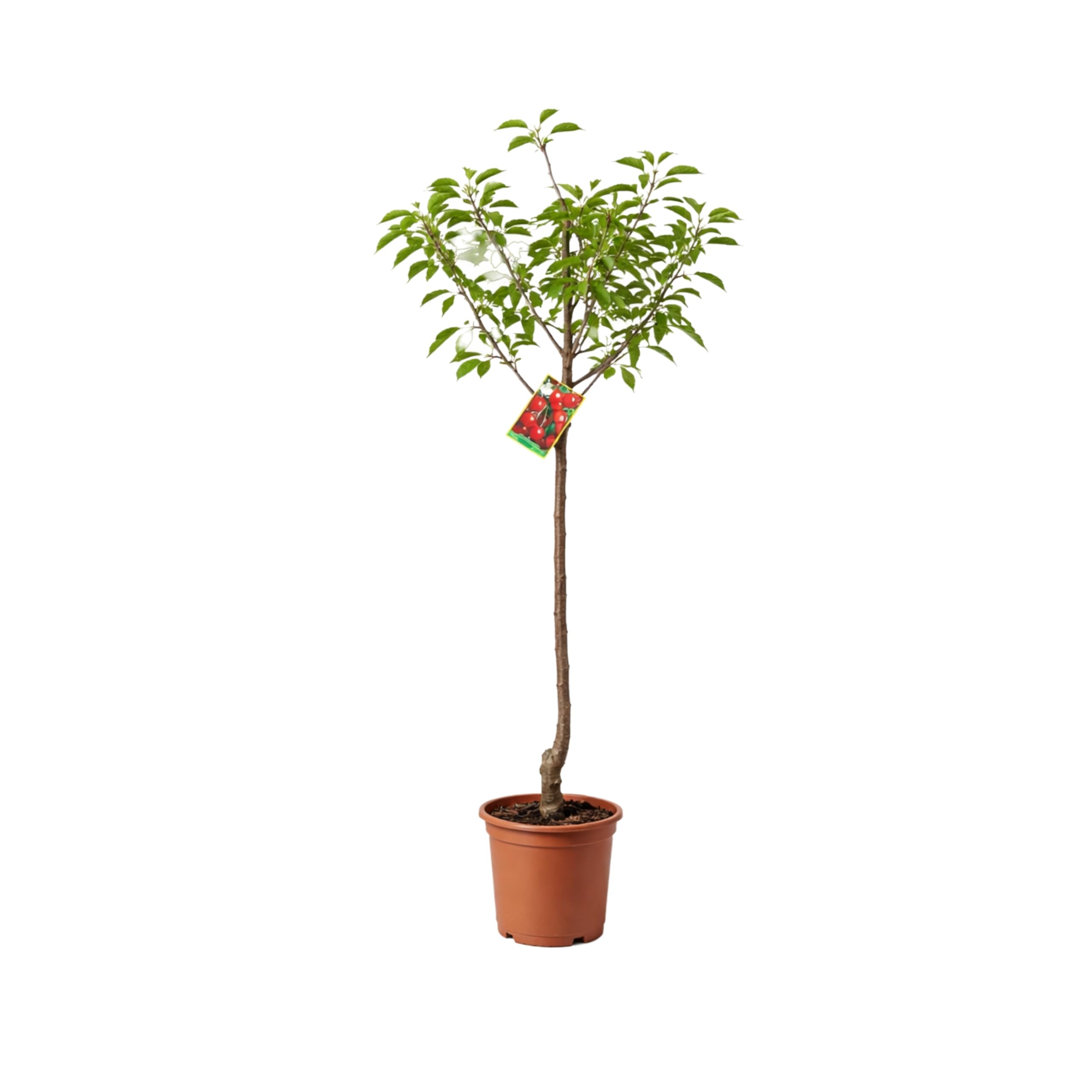 Cerezo Lapins Autofértil en Maceta, 140 cm de altura, Árbol Frutal Exterior con Cerezas Dulces Planta Natural para Jardín Terraza Huerto Floración Primavera Fácil Cultivo. Cerezo