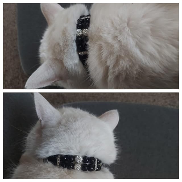 Foto 8 de 8 de Mottdam Collar de perro con diamantes de imitación brillantes para mascotas, collar de perro chihuahua