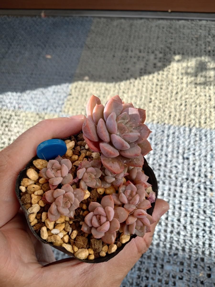 Amazon.co.jp: 多肉植物 ディッシュ 抜き苗 7ハーフポット （青