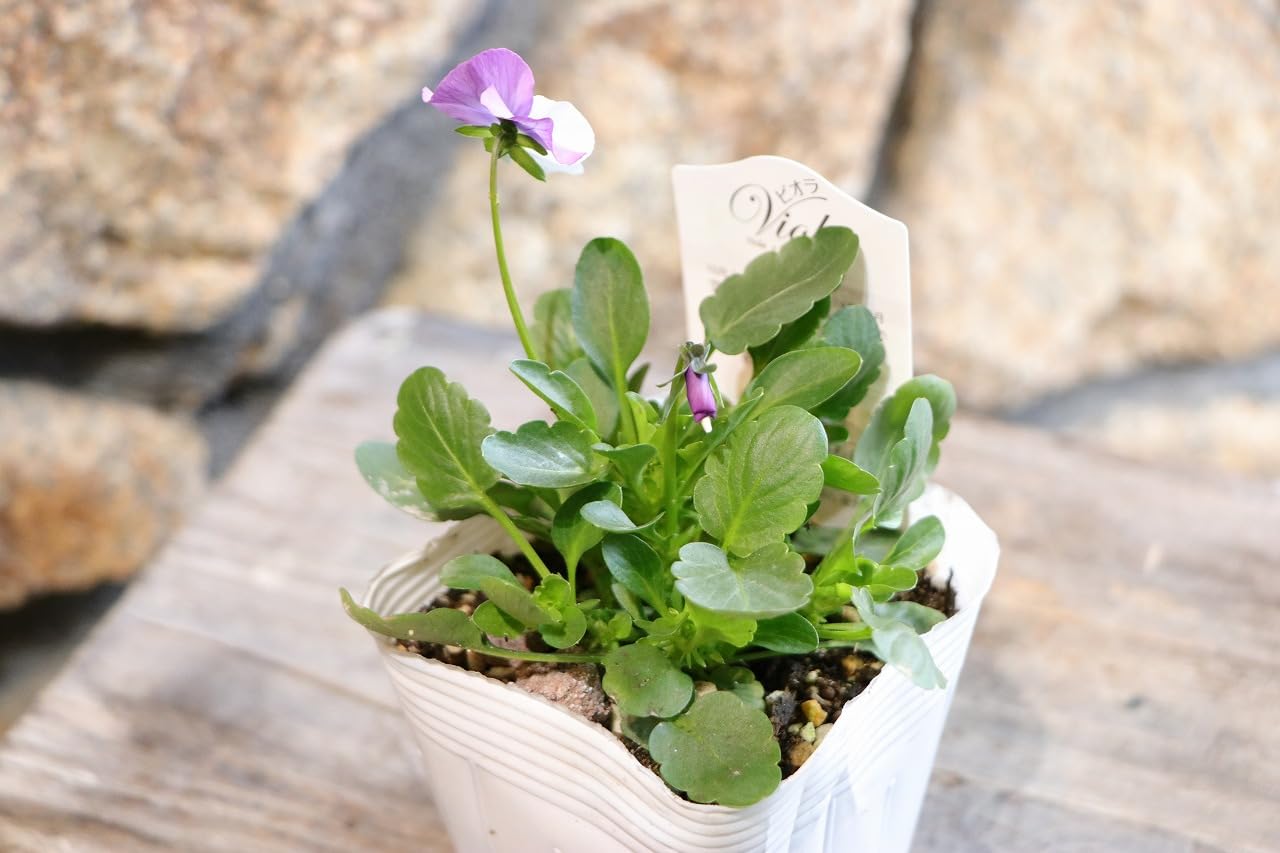 Amazon.co.jp: ビオラ ピンクウィング 3.5号ポット苗 3株セット 寄せ