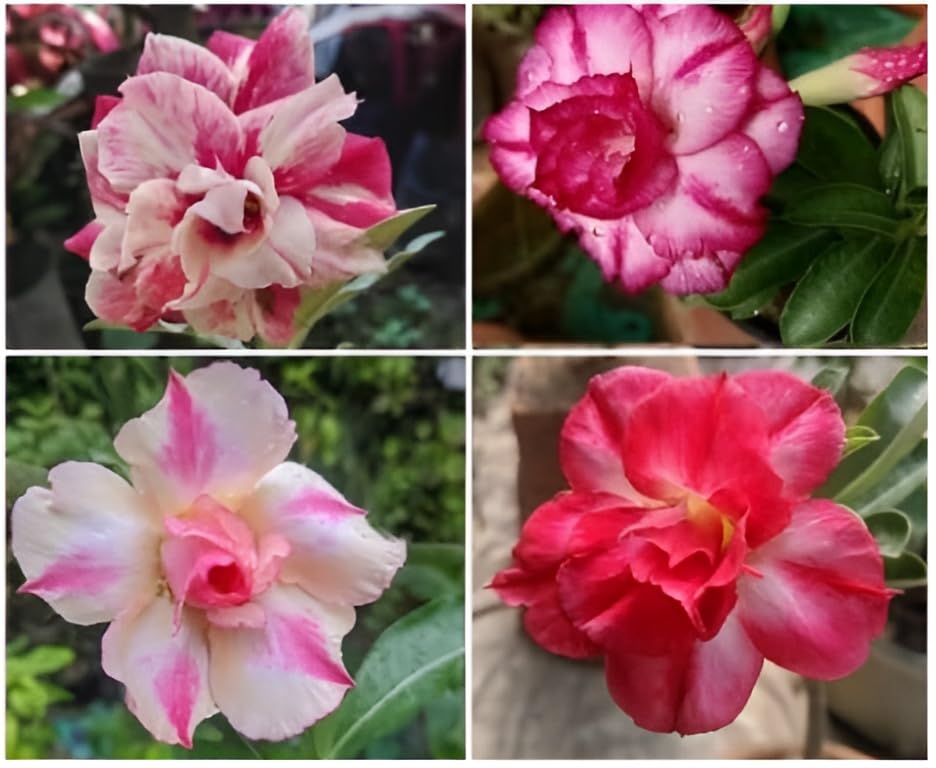 Green view Rare Adenium Desert Rose Double Petal Plant Healthy Hybrid Multi color (Height 1 Feet) Well Rooted In Nursery Grow Bag (Pack of 4) AD-20 (B0CGR69GHN) Amazon Price History, Amazon Price Tracker