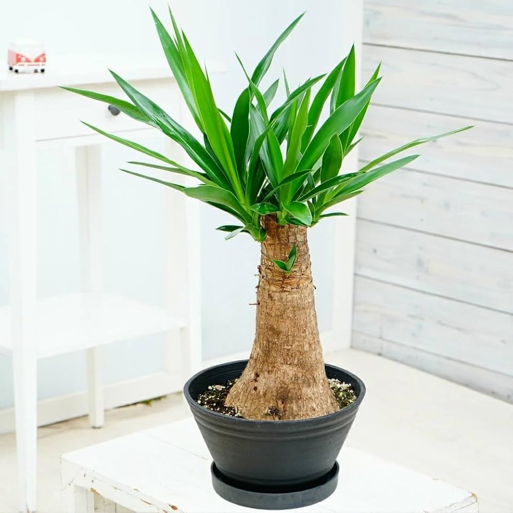 ユッカ 約1.5メートル 茶色の鉢付き ユッカ 約1.5メートル 茶色の鉢付き