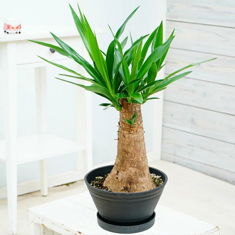 mariエレファンティペス 五色万代 デスメティアーナ mariエレファンティペス 五色万代 デスメティアーナ mari