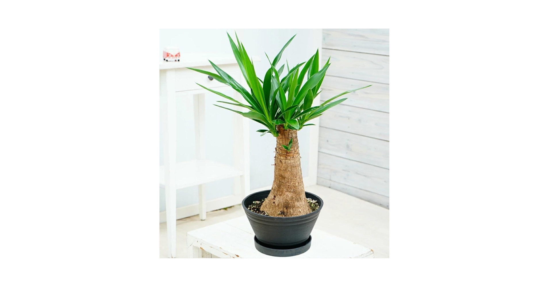 R*A様 ユッカ エレファンティペス 斑入り バリエガータ 約1.5m 白ポット R*A様 ユッカ エレファンティペス 斑入り バリエガータ 約1.5m