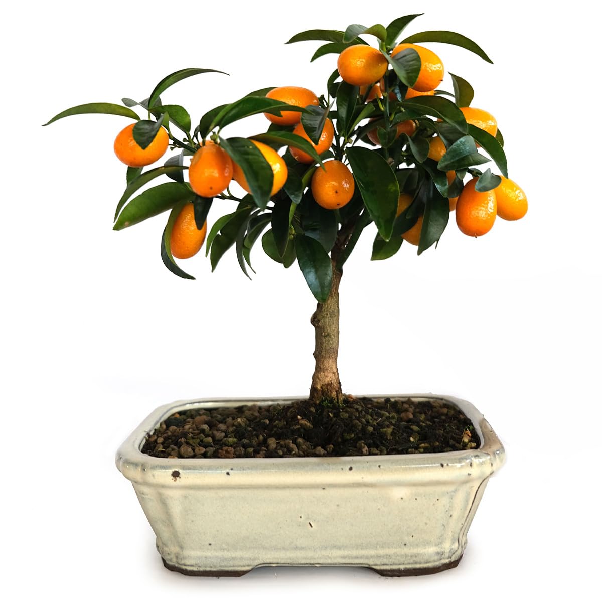 KENTIS - Bonsai di Citrus Fortunella Margarita Kumquat - Pianta da Frutto Vera da Esterno - Giardino Balcone Terrazzo - Vaso 21 cm (Bonsai di Citrus Fortunella Margarita Kumquat, Vaso 21 cm)