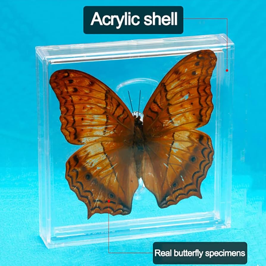 蝶の標本 透明と茶色の模様 61AiMF0l30L._UF894,1000_QL80_.jpg