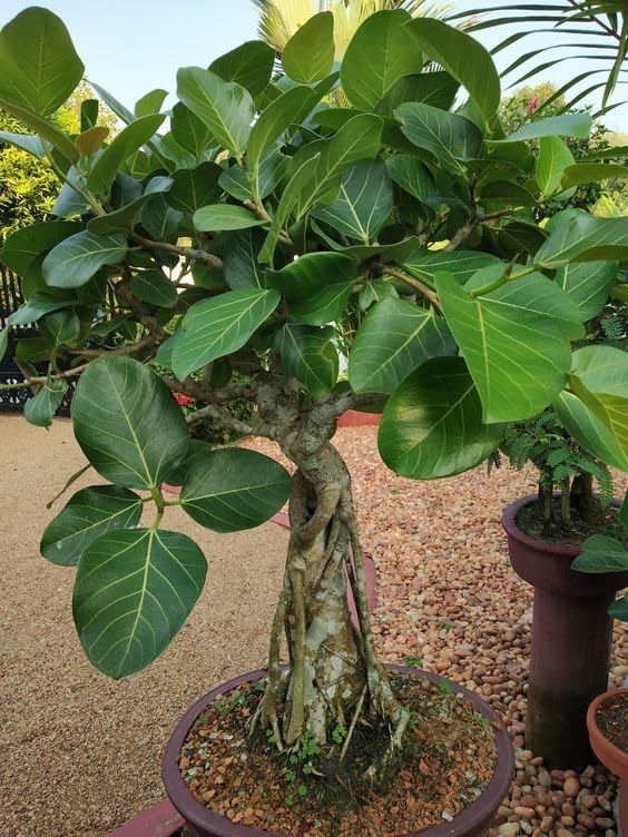 Banyan live Plant, Live Bargad(Ficus benghalensis) live pant for Outdoor/Gardening-image-4
