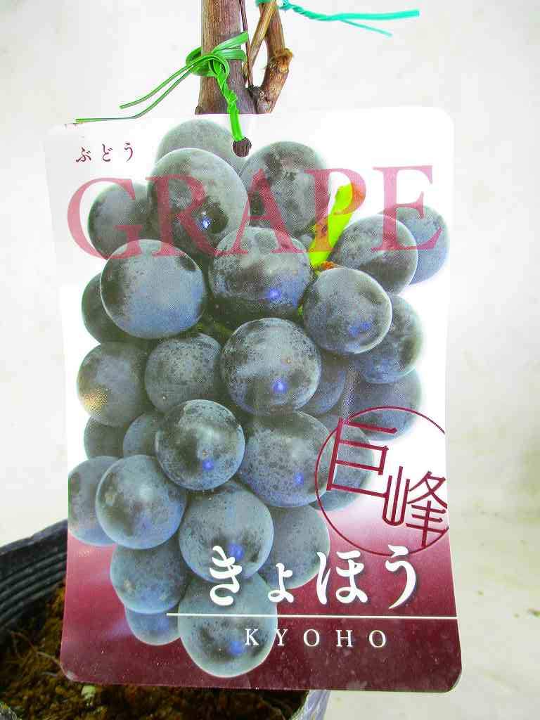 緑色のブドウの苗10房以上60センチサンパラソル二鉢専用 緑色のブドウの苗10房以上60センチサンパラソル二鉢専用 楽天