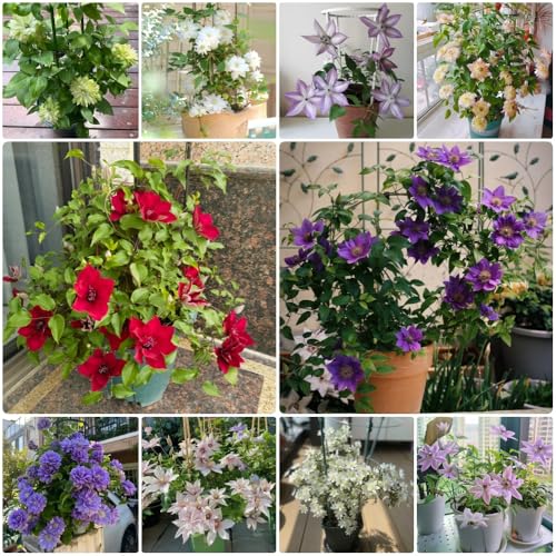 Semillas de clemátide, Clematis florida, trepadoras resistentes Semillas de Clematis Perenne Resistente, resistentes para balcones de jardín perennes 450pcs