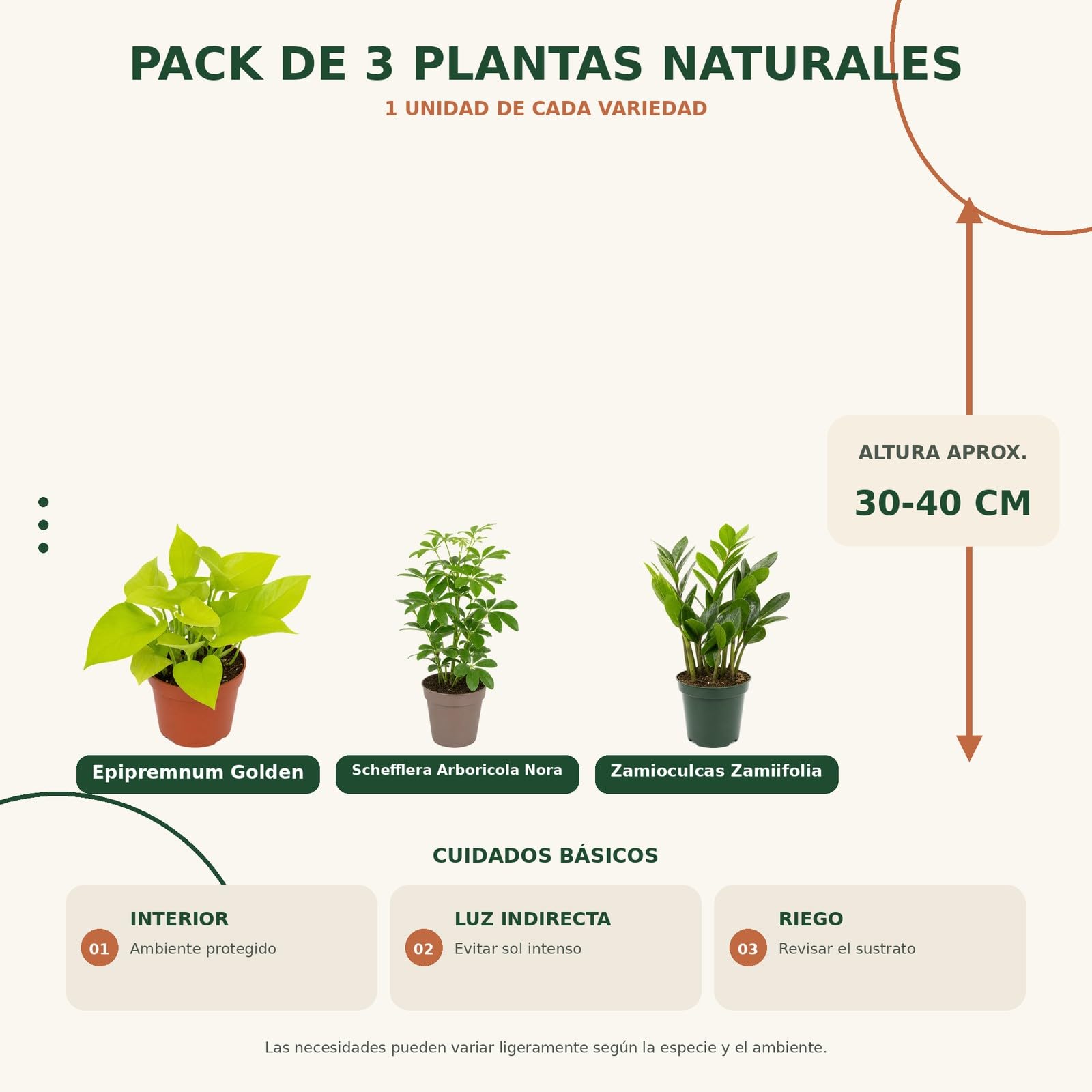 Pack 3 Plantas DECOALIVE: Poto Amarillo, Cheflera Verde y Zamioculca
