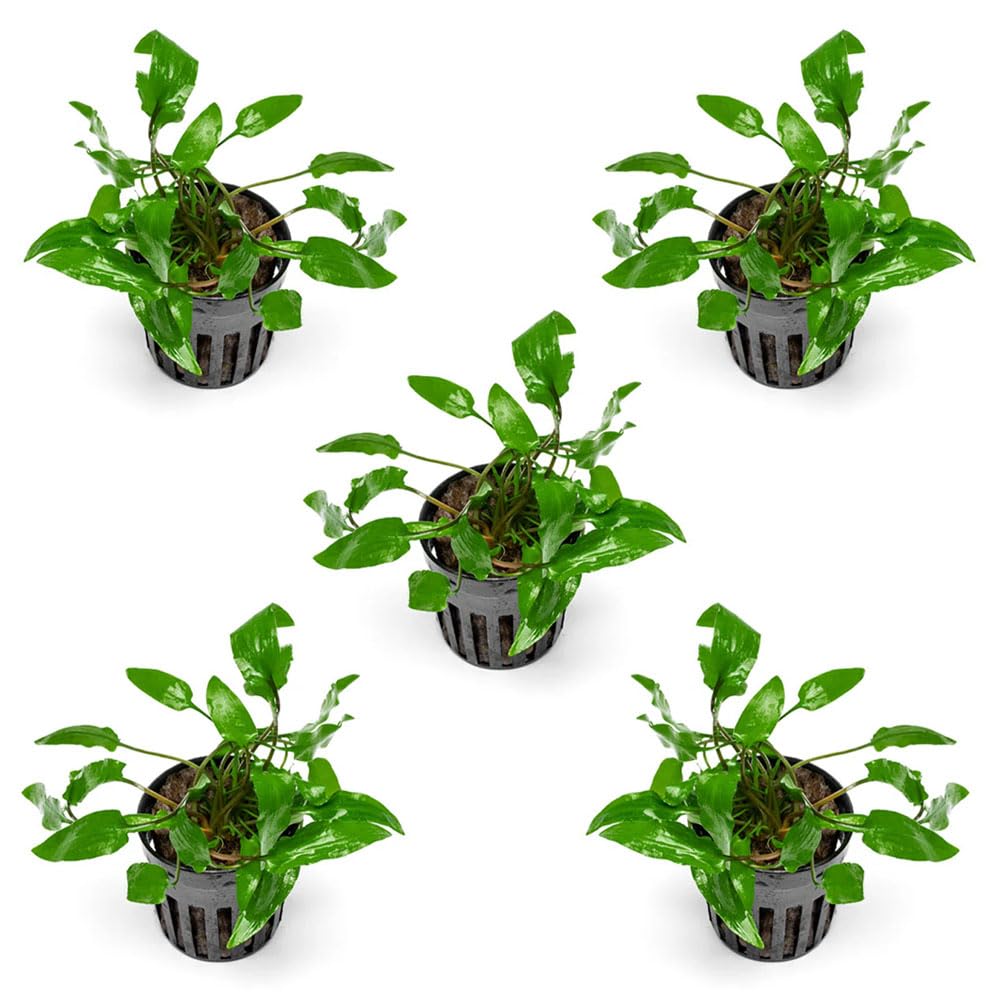 SubstrateSource Cryptocoryne Live Aquarium Plants
