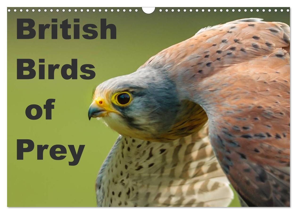 British Birds of Prey (Wall Calendar 2026 DIN A3 landscape), CALVENDO 12 Month Wall Calendar: Birds of Prey found in the United Kingdom