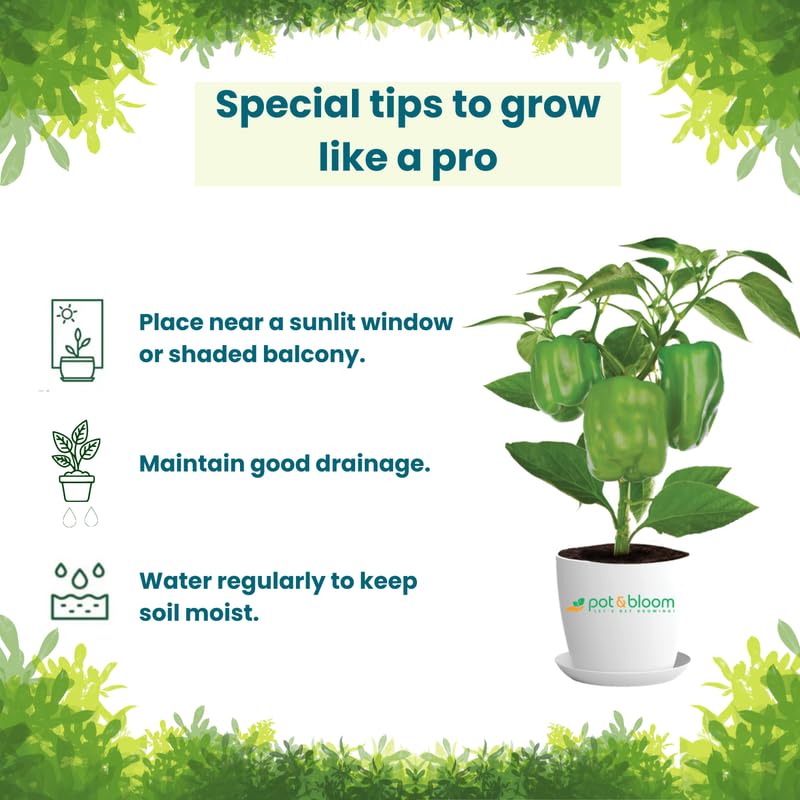 Pot and Bloom Capsicum Kit | Complete Grow Kit for Home & Balcony Gardening | Seeds, Pot, Nutrient Mix Included | Gardening Gift 2