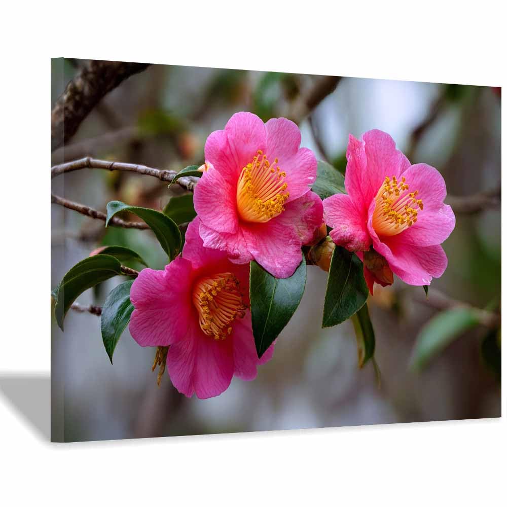 ZAMAEIU Nature Landscape Picture Camellia clusters Large Modern Scenic Painting, for Living Room Bedroom Bathroom Dinning Room Home Office Wall Decor(pink)-50x70cm Framed